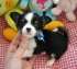 Mini chihuahua-puppy’s met alle papieren voor adop