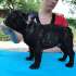 Franse bulldog-puppy’s met documenten voor adoptie