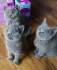 Britse korthaar/scottish fold blauw en lilac kitte
